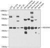 Western blot analysis of extracts of various cell lines, using NDUFA9 antibody (18-991) at 1:1000 dilution.<br/>Secondary antibody: HRP Goat Anti-Rabbit IgG (H+L) at 1:10000 dilution.<br/>Lysates/proteins: 25ug per lane.<br/>Blocking buffer: 3% nonfat dry milk in TBST.<br/>Detection: ECL Basic Kit.<br/>Exposure time: 30s.