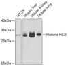 Western blot analysis of extracts of various cell lines, using Histone H1.0 antibody (19-025) at 1:1000 dilution.<br/>Secondary antibody: HRP Goat Anti-Rabbit IgG (H+L) at 1:10000 dilution.<br/>Lysates/proteins: 25ug per lane.<br/>Blocking buffer: 3% nonfat dry milk in TBST.<br/>Detection: ECL Enhanced Kit.<br/>Exposure time: 10s.