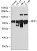 Western blot analysis of extracts of various cell lines, using KIFC1 antibody (19-028) at 1:3000 dilution.<br/>Secondary antibody: HRP Goat Anti-Rabbit IgG (H+L) at 1:10000 dilution.<br/>Lysates/proteins: 25ug per lane.<br/>Blocking buffer: 3% nonfat dry milk in TBST.<br/>Detection: ECL Basic Kit.<br/>Exposure time: 90s.