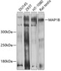 Western blot analysis of extracts of various cell lines, using MAP1B antibody (19-029) at 1:1000 dilution.<br/>Secondary antibody: HRP Goat Anti-Rabbit IgG (H+L) at 1:10000 dilution.<br/>Lysates/proteins: 25ug per lane.<br/>Blocking buffer: 3% nonfat dry milk in TBST.<br/>Detection: ECL Basic Kit.<br/>Exposure time: 1s.
