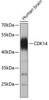 Western blot analysis of extracts of human brain, using CDK14 antibody (19-033) .<br/>Secondary antibody: HRP Goat Anti-Rabbit IgG (H+L) at 1:10000 dilution.<br/>Lysates/proteins: 25ug per lane.<br/>Blocking buffer: 3% nonfat dry milk in TBST.
