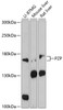 Western blot analysis of extracts of various cell lines, using PZP antibody (19-035) at 1:3000 dilution.<br/>Secondary antibody: HRP Goat Anti-Rabbit IgG (H+L) at 1:10000 dilution.<br/>Lysates/proteins: 25ug per lane.<br/>Blocking buffer: 3% nonfat dry milk in TBST.<br/>Detection: ECL Basic Kit.<br/>Exposure time: 90s.