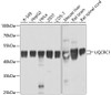 Western blot analysis of extracts of various cell lines, using UQCRC1 antibody (19-039) at 1:1000 dilution.<br/>Secondary antibody: HRP Goat Anti-Rabbit IgG (H+L) at 1:10000 dilution.<br/>Lysates/proteins: 25ug per lane.<br/>Blocking buffer: 3% nonfat dry milk in TBST.<br/>Detection: ECL Basic Kit.<br/>Exposure time: 1s.