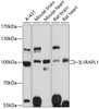 Western blot analysis of extracts of various cell lines, using IL1RAPL1 antibody (19-052) at 1:3000 dilution.<br/>Secondary antibody: HRP Goat Anti-Rabbit IgG (H+L) at 1:10000 dilution.<br/>Lysates/proteins: 25ug per lane.<br/>Blocking buffer: 3% nonfat dry milk in TBST.<br/>Detection: ECL Basic Kit.<br/>Exposure time: 30s.