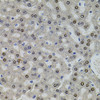 Immunohistochemistry of paraffin-embedded rat liver using U2SURP antibody (19-055) at dilution of 1:100 (40x lens) .