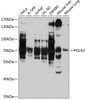 Western blot analysis of extracts of various cell lines, using POLA2 antibody (19-057) at 1:1000 dilution.<br/>Secondary antibody: HRP Goat Anti-Rabbit IgG (H+L) at 1:10000 dilution.<br/>Lysates/proteins: 25ug per lane.<br/>Blocking buffer: 3% nonfat dry milk in TBST.<br/>Detection: ECL Basic Kit.<br/>Exposure time: 30s.