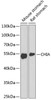 Western blot analysis of extracts of various cell lines, using CHIA antibody (19-061) at 1:1000 dilution.<br/>Secondary antibody: HRP Goat Anti-Rabbit IgG (H+L) at 1:10000 dilution.<br/>Lysates/proteins: 25ug per lane.<br/>Blocking buffer: 3% nonfat dry milk in TBST.<br/>Detection: ECL Enhanced Kit.<br/>Exposure time: 90s.