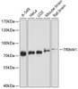 Western blot analysis of extracts of various cell lines, using TRIM41 antibody (19-088) at 1:3000 dilution._Secondary antibody: HRP Goat Anti-Rabbit IgG (H+L) at 1:10000 dilution._Lysates/proteins: 25ug per lane._Blocking buffer: 3% nonfat dry milk in TBST._Detection: ECL Enhanced Kit._Exposure time: 30s.