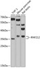 Western blot analysis of extracts of various cell lines, using RNF212 antibody (19-091) at 1:1000 dilution.<br/>Secondary antibody: HRP Goat Anti-Rabbit IgG (H+L) at 1:10000 dilution.<br/>Lysates/proteins: 25ug per lane.<br/>Blocking buffer: 3% nonfat dry milk in TBST.<br/>Detection: ECL Basic Kit.<br/>Exposure time: 90s.