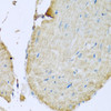 Immunohistochemistry of paraffin-embedded mouse heart using STING / TMEM173 antibody (19-092) at dilution of 1:100 (40x lens) .