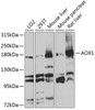 Western blot analysis of extracts of various cell lines, using AOX1 antibody (19-095) at 1:1000 dilution.<br/>Secondary antibody: HRP Goat Anti-Rabbit IgG (H+L) at 1:10000 dilution.<br/>Lysates/proteins: 25ug per lane.<br/>Blocking buffer: 3% nonfat dry milk in TBST.<br/>Detection: ECL Basic Kit.<br/>Exposure time: 60s.