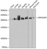 Western blot analysis of extracts of various cell lines, using ARHGAP5 antibody (19-096) at 1:1000 dilution.<br/>Secondary antibody: HRP Goat Anti-Rabbit IgG (H+L) at 1:10000 dilution.<br/>Lysates/proteins: 25ug per lane.<br/>Blocking buffer: 3% nonfat dry milk in TBST.<br/>Detection: ECL Basic Kit.<br/>Exposure time: 60s.