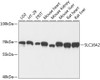 Western blot analysis of extracts of various cell lines, using SLC16A2 antibody (19-114) at 1:3000 dilution.<br/>Secondary antibody: HRP Goat Anti-Rabbit IgG (H+L) at 1:10000 dilution.<br/>Lysates/proteins: 25ug per lane.<br/>Blocking buffer: 3% nonfat dry milk in TBST.<br/>Detection: ECL Basic Kit.<br/>Exposure time: 30s.
