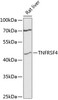 Western blot analysis of extracts of rat liver, using TNFRSF4 antibody (19-120) at 1:3000 dilution.<br/>Secondary antibody: HRP Goat Anti-Rabbit IgG (H+L) at 1:10000 dilution.<br/>Lysates/proteins: 25ug per lane.<br/>Blocking buffer: 3% nonfat dry milk in TBST.<br/>Detection: ECL Basic Kit.<br/>Exposure time: 90s.