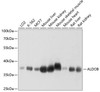 Western blot analysis of extracts of various cell lines, using ALDOB antibody (19-136) at 1:1000 dilution.<br/>Secondary antibody: HRP Goat Anti-Rabbit IgG (H+L) at 1:10000 dilution.<br/>Lysates/proteins: 25ug per lane.<br/>Blocking buffer: 3% nonfat dry milk in TBST.<br/>Detection: ECL Basic Kit.<br/>Exposure time: 1s.