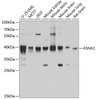 Western blot analysis of extracts of various cell lines, using ASNA1 antibody (19-144) at 1:1000 dilution.<br/>Secondary antibody: HRP Goat Anti-Rabbit IgG (H+L) at 1:10000 dilution.<br/>Lysates/proteins: 25ug per lane.<br/>Blocking buffer: 3% nonfat dry milk in TBST.<br/>Detection: ECL Basic Kit.<br/>Exposure time: 90s.