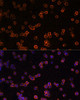 Immunofluorescence analysis of Raw264.7 cells using ENTPD1 Polyclonal Antibody (19-156) at dilution of 1:100 (40x lens) . Blue: DAPI for nuclear staining.