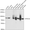 Western blot analysis of extracts of various cell lines, using DYNC1I1 antibody (19-179) at 1:1000 dilution.<br/>Secondary antibody: HRP Goat Anti-Rabbit IgG (H+L) at 1:10000 dilution.<br/>Lysates/proteins: 25ug per lane.<br/>Blocking buffer: 3% nonfat dry milk in TBST.<br/>Detection: ECL Basic Kit.<br/>Exposure time: 5s.