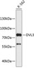 Western blot analysis of extracts of K-562 cells, using DVL3 antibody (19-183) .<br/>Secondary antibody: HRP Goat Anti-Rabbit IgG (H+L) at 1:10000 dilution.<br/>Lysates/proteins: 25ug per lane.<br/>Blocking buffer: 3% nonfat dry milk in TBST.