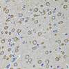 Immunohistochemistry of paraffin-embedded rat brain using EIF4A2 antibody (19-185) at dilution of 1:100 (40x lens) .