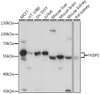 Western blot analysis of extracts of various cell lines, using FKBP5 antibody (19-189) at 1:3000 dilution.<br/>Secondary antibody: HRP Goat Anti-Rabbit IgG (H+L) at 1:10000 dilution.<br/>Lysates/proteins: 25ug per lane.<br/>Blocking buffer: 3% nonfat dry milk in TBST.<br/>Detection: ECL Basic Kit.<br/>Exposure time: 1s.