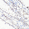 Immunohistochemistry of paraffin-embedded human colon using FKBP5 antibody (19-189) at dilution of 1:100 (40x lens) .