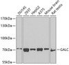 Western blot analysis of extracts of various cell lines, using GALC antibody (19-192) at 1:1000 dilution.<br/>Secondary antibody: HRP Goat Anti-Rabbit IgG (H+L) at 1:10000 dilution.<br/>Lysates/proteins: 25ug per lane.<br/>Blocking buffer: 3% nonfat dry milk in TBST.<br/>Detection: ECL Basic Kit.<br/>Exposure time: 90s.