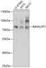 Western blot analysis of extracts of various cell lines, using B4GALNT1 antibody (19-193) at 1:3000 dilution.<br/>Secondary antibody: HRP Goat Anti-Rabbit IgG (H+L) at 1:10000 dilution.<br/>Lysates/proteins: 25ug per lane.<br/>Blocking buffer: 3% nonfat dry milk in TBST.<br/>Detection: ECL Basic Kit.<br/>Exposure time: 5s.