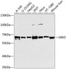 Western blot analysis of extracts of various cell lines, using GRK5 antibody (19-204) at 1:1000 dilution.<br/>Secondary antibody: HRP Goat Anti-Rabbit IgG (H+L) at 1:10000 dilution.<br/>Lysates/proteins: 25ug per lane.<br/>Blocking buffer: 3% nonfat dry milk in TBST.<br/>Detection: ECL Basic Kit.<br/>Exposure time: 1s.