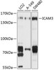 Western blot analysis of extracts of various cell lines, using ICAM3 antibody (19-214) at 1:1000 dilution.<br/>Secondary antibody: HRP Goat Anti-Rabbit IgG (H+L) at 1:10000 dilution.<br/>Lysates/proteins: 25ug per lane.<br/>Blocking buffer: 3% nonfat dry milk in TBST.<br/>Detection: ECL Basic Kit.<br/>Exposure time: 5s.