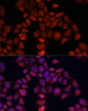 Immunofluorescence analysis of HeLa cells using mov10 antibody (19-231) at dilution of 1:100. Blue: DAPI for nuclear staining.