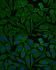 Immunofluorescence analysis of L929 cells using NDUFB2 Polyclonal Antibody (19-236) at dilution of 1:100 (40x lens) . Blue: DAPI for nuclear staining.