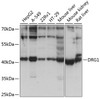 Western blot analysis of extracts of various cell lines, using DRG1 antibody (19-239) at 1:1000 dilution.<br/>Secondary antibody: HRP Goat Anti-Rabbit IgG (H+L) at 1:10000 dilution.<br/>Lysates/proteins: 25ug per lane.<br/>Blocking buffer: 3% nonfat dry milk in TBST.<br/>Detection: ECL Basic Kit.<br/>Exposure time: 5s.