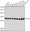 Western blot analysis of extracts of various cell lines, using PGAM1 antibody (19-247) at 1:1000 dilution.<br/>Secondary antibody: HRP Goat Anti-Rabbit IgG (H+L) at 1:10000 dilution.<br/>Lysates/proteins: 25ug per lane.<br/>Blocking buffer: 3% nonfat dry milk in TBST.<br/>Detection: ECL Basic Kit.<br/>Exposure time: 1s.