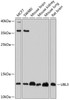 Western blot analysis of extracts of various cell lines, using UBL3 antibody (19-251) at 1:1000 dilution.<br/>Secondary antibody: HRP Goat Anti-Rabbit IgG (H+L) at 1:10000 dilution.<br/>Lysates/proteins: 25ug per lane.<br/>Blocking buffer: 3% nonfat dry milk in TBST.<br/>Detection: ECL Basic Kit.<br/>Exposure time: 30s.
