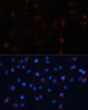 Immunofluorescence analysis of C6 cells using UBL3 antibody (19-251) at dilution of 1:100. Blue: DAPI for nuclear staining.