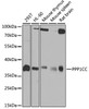 Western blot analysis of extracts of various cell lines, using PPP1CC antibody (19-252) at 1:1000 dilution.<br/>Secondary antibody: HRP Goat Anti-Rabbit IgG (H+L) at 1:10000 dilution.<br/>Lysates/proteins: 25ug per lane.<br/>Blocking buffer: 3% nonfat dry milk in TBST.<br/>Detection: ECL Basic Kit.<br/>Exposure time: 90s.