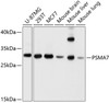 Western blot analysis of extracts of various cell lines, using PSMA7 antibody (19-258) at 1:1000 dilution.<br/>Secondary antibody: HRP Goat Anti-Rabbit IgG (H+L) at 1:10000 dilution.<br/>Lysates/proteins: 25ug per lane.<br/>Blocking buffer: 3% nonfat dry milk in TBST.<br/>Detection: ECL Basic Kit.<br/>Exposure time: 1s.