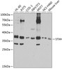 Western blot analysis of extracts of various cell lines, using STX4 antibody (19-290) at 1:1000 dilution.<br/>Secondary antibody: HRP Goat Anti-Rabbit IgG (H+L) at 1:10000 dilution.<br/>Lysates/proteins: 25ug per lane.<br/>Blocking buffer: 3% nonfat dry milk in TBST.<br/>Detection: ECL Basic Kit.<br/>Exposure time: 15s.