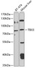 Western blot analysis of extracts of various cell lines, using TBX3 antibody (19-291) at 1:1000 dilution.<br/>Secondary antibody: HRP Goat Anti-Rabbit IgG (H+L) at 1:10000 dilution.<br/>Lysates/proteins: 25ug per lane.<br/>Blocking buffer: 3% nonfat dry milk in TBST.<br/>Detection: ECL Basic Kit.