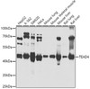 Western blot analysis of extracts of various cell lines, using TEAD4 antibody (19-293) at 1:1000 dilution.<br/>Secondary antibody: HRP Goat Anti-Rabbit IgG (H+L) at 1:10000 dilution.<br/>Lysates/proteins: 25ug per lane.<br/>Blocking buffer: 3% nonfat dry milk in TBST.<br/>Detection: ECL Basic Kit.<br/>Exposure time: 10s.