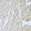 Immunohistochemistry of paraffin-embedded rat heart using UBE2L3 antibody (19-297) at dilution of 1:100 (40x lens) .