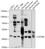 Western blot analysis of extracts of various cell lines, using UGT2B4 antibody (19-300) at 1:1000 dilution.<br/>Secondary antibody: HRP Goat Anti-Rabbit IgG (H+L) at 1:10000 dilution.<br/>Lysates/proteins: 25ug per lane.<br/>Blocking buffer: 3% nonfat dry milk in TBST.<br/>Detection: ECL Basic Kit.<br/>Exposure time: 10s.