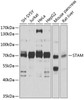 Western blot analysis of extracts of various cell lines, using STAM antibody (19-305) at 1:1000 dilution.<br/>Secondary antibody: HRP Goat Anti-Rabbit IgG (H+L) at 1:10000 dilution.<br/>Lysates/proteins: 25ug per lane.<br/>Blocking buffer: 3% nonfat dry milk in TBST.<br/>Detection: ECL Basic Kit.<br/>Exposure time: 15s.