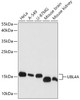 Western blot analysis of extracts of various cell lines, using UBL4A antibody (19-309) at 1:1000 dilution.<br/>Secondary antibody: HRP Goat Anti-Rabbit IgG (H+L) at 1:10000 dilution.<br/>Lysates/proteins: 25ug per lane.<br/>Blocking buffer: 3% nonfat dry milk in TBST.<br/>Detection: ECL Basic Kit.<br/>Exposure time: 90s.