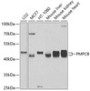 Western blot analysis of extracts of various cell lines, using PMPCB antibody (19-337) at 1:1000 dilution.<br/>Secondary antibody: HRP Goat Anti-Rabbit IgG (H+L) at 1:10000 dilution.<br/>Lysates/proteins: 25ug per lane.<br/>Blocking buffer: 3% nonfat dry milk in TBST.<br/>Detection: ECL Basic Kit.<br/>Exposure time: 90s.