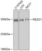 Western blot analysis of extracts of various cell lines, using PIEZO1 antibody (19-348) at 1:1000 dilution.<br/>Secondary antibody: HRP Goat Anti-Rabbit IgG (H+L) at 1:10000 dilution.<br/>Lysates/proteins: 25ug per lane.<br/>Blocking buffer: 3% nonfat dry milk in TBST.<br/>Detection: ECL Basic Kit.<br/>Exposure time: 90s.