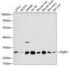Western blot analysis of extracts of various cell lines, using PQBP1 antibody (19-354) at 1:1000 dilution.<br/>Secondary antibody: HRP Goat Anti-Rabbit IgG (H+L) at 1:10000 dilution.<br/>Lysates/proteins: 25ug per lane.<br/>Blocking buffer: 3% nonfat dry milk in TBST.<br/>Detection: ECL Basic Kit.<br/>Exposure time: 10s.