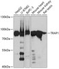 Western blot analysis of extracts of various cell lines, using TRAP1 antibody (19-355) at 1:3000 dilution.<br/>Secondary antibody: HRP Goat Anti-Rabbit IgG (H+L) at 1:10000 dilution.<br/>Lysates/proteins: 25ug per lane.<br/>Blocking buffer: 3% nonfat dry milk in TBST.<br/>Detection: ECL Basic Kit.<br/>Exposure time: 30s.