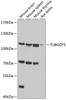 Western blot analysis of extracts of various cell lines, using TUBGCP3 antibody (19-362) at 1:1000 dilution.<br/>Secondary antibody: HRP Goat Anti-Rabbit IgG (H+L) at 1:10000 dilution.<br/>Lysates/proteins: 25ug per lane.<br/>Blocking buffer: 3% nonfat dry milk in TBST.<br/>Detection: ECL Basic Kit.<br/>Exposure time: 30s.